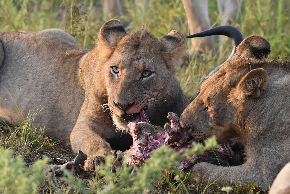 š¦ Luxury Suite | Umzolozolo Private Safari Lodge