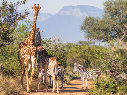 🌿 Umzolozolo Luxury suite – Your Private Safari Sanctuary 🌿
