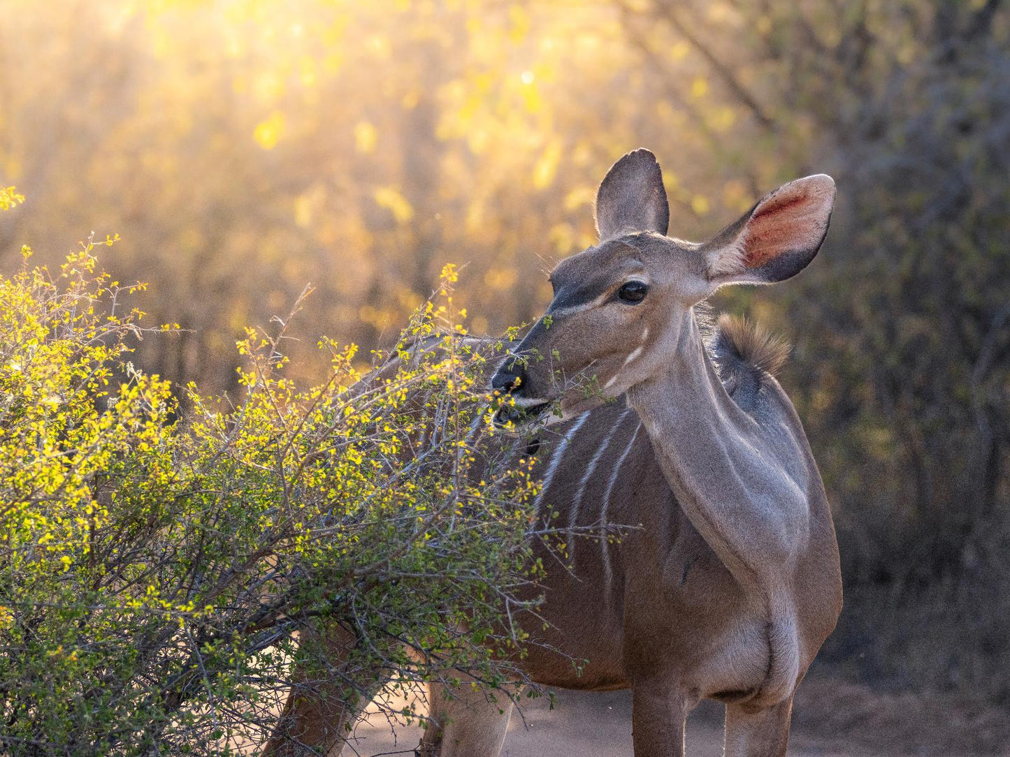 🌿 Afrikaya Marula Villa – Your Private Bush Escape in Hoedspruit 🌿