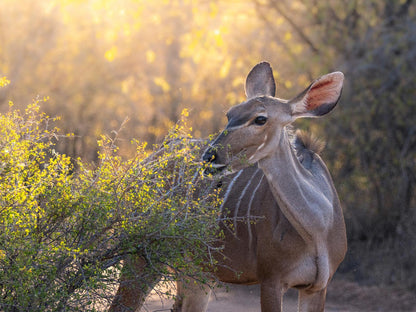 🌿 Afrikaya Marula Villa – Your Private Bush Escape in Hoedspruit 🌿