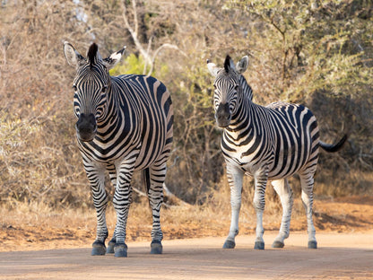 🌿 Afrikaya Kudu Villa – An Exclusive Bush Retreat in Hoedspruit 🌿