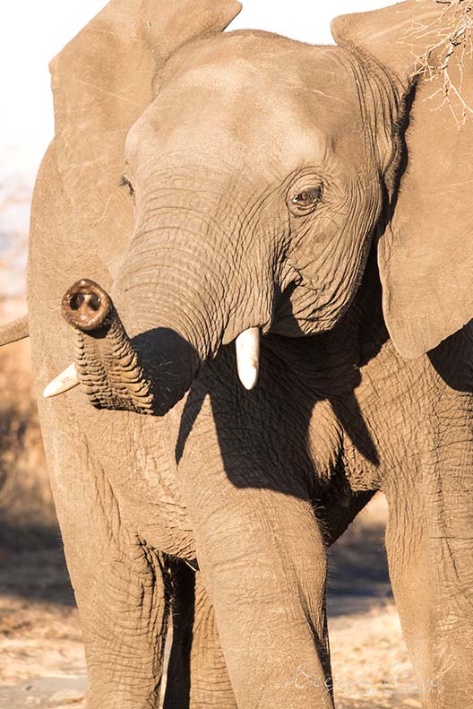 🌿 Luxury Double Chalet – Elephant Rock Private Safari Lodge 🌿