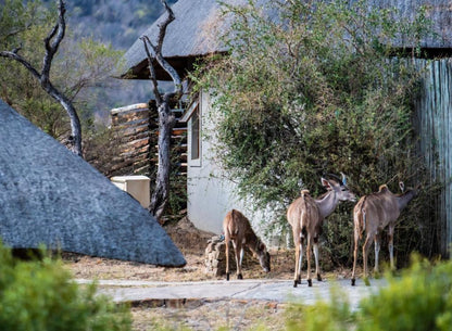 🦁 Lions Valley Lodge | Luxury Safari Lodge, Nambiti Private Game Reserve, KwaZulu-Natal