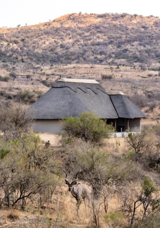🦁 Lions Valley Lodge | Luxury Safari Lodge, Nambiti Private Game Reserve, KwaZulu-Natal