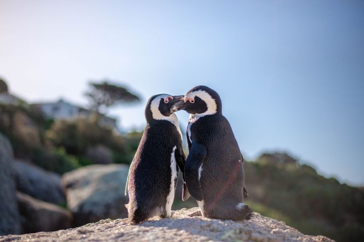 🌍 Cape Point & Penguin Xplorer Tour