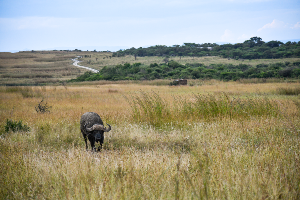 Luxury Safari Tents at Springbok Lodge
