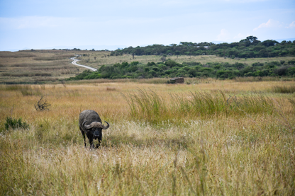 Luxury Safari Tents at Springbok Lodge
