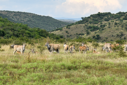 🏕️ Luxury Safari Tent – Springbok Lodge 🦁