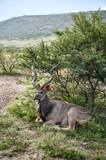 Luxury Safari Tents at Springbok Lodge
