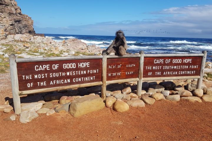 🌍 Cape Point & Penguin Xplorer Tour