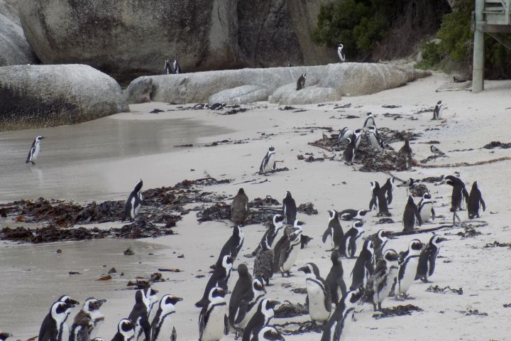 🌍 Cape Point & Penguin Xplorer Tour