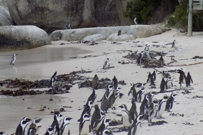 🌍 Cape Point & Penguin Xplorer Tour