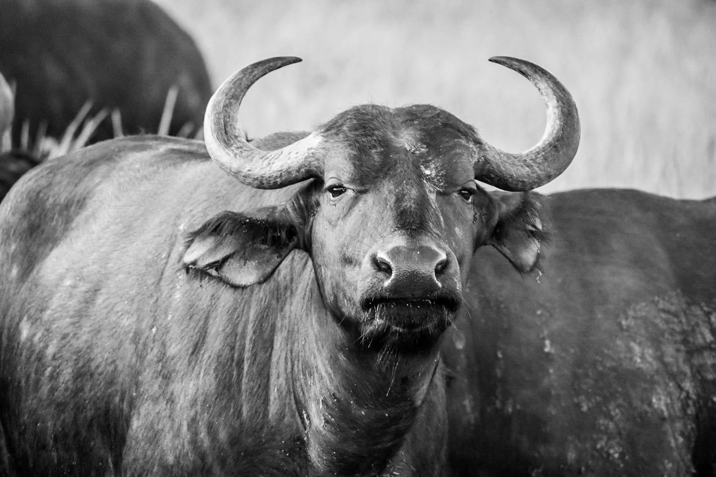 🌿 Umzolozolo Luxury suite – Your Private Safari Sanctuary 🌿