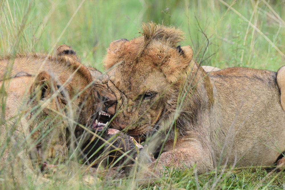 🌿 Umzolozolo Luxury suite – Your Private Safari Sanctuary 🌿