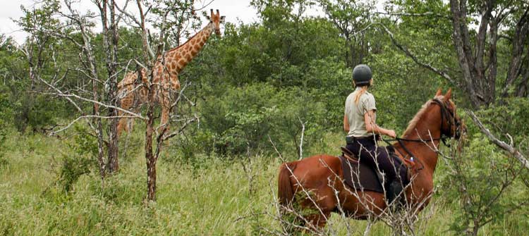 🦁 Esiweni Safari Lodge | Luxury Safari Lodge, Nambiti Private Game Reserve, KwaZulu-Natal