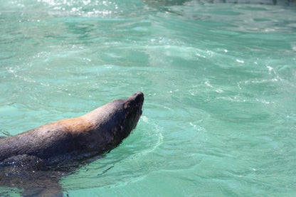 ⚓ V&A Harbour & Seal Cruise | Cape Town