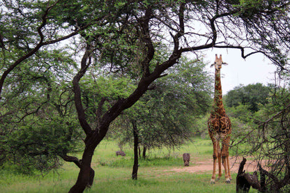🦒 Umkhaya | Contemporary 2 Bedroom Self-Catering Home, Marloth Park, Mpumalanga