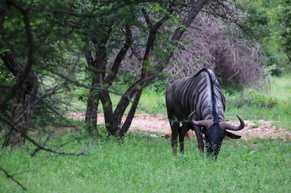 🦒 Umkhaya | Contemporary 2 Bedroom Self-Catering Home, Marloth Park, Mpumalanga