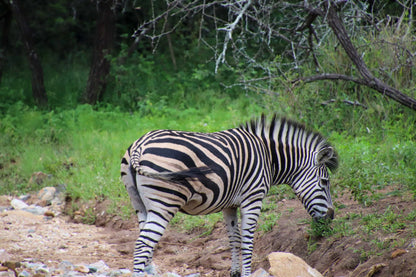 🦒 Umkhaya | Contemporary 2 Bedroom Self-Catering Home, Marloth Park, Mpumalanga