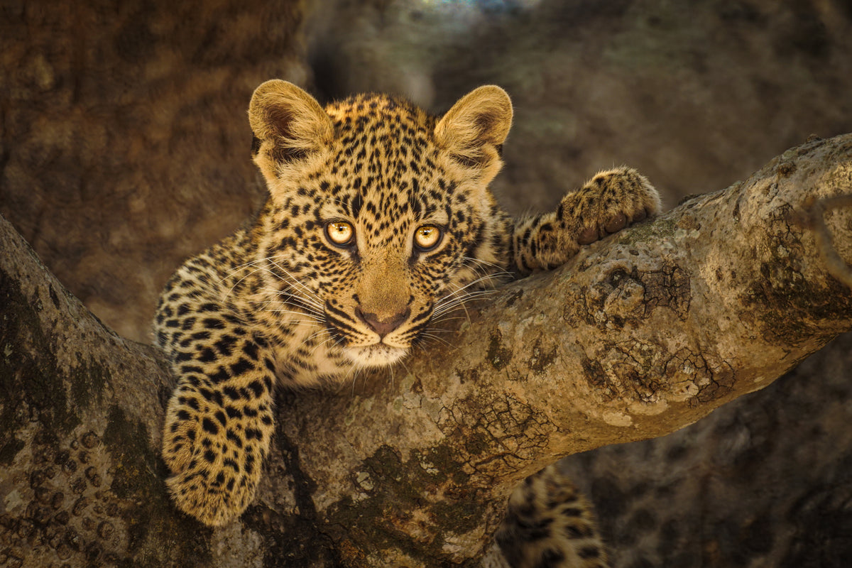 🦁 Esiweni Safari Lodge | Luxury Safari Lodge, Nambiti Private Game Reserve, KwaZulu-Natal