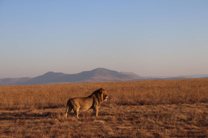 🦁 Esiweni Safari Lodge | Luxury Safari Lodge, Nambiti Private Game Reserve, KwaZulu-Natal