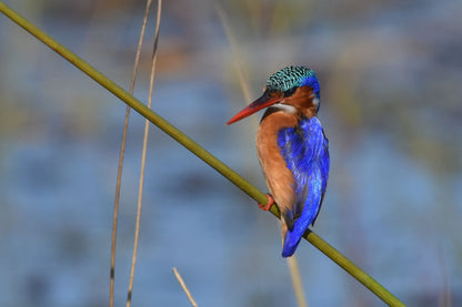 🌿 Luxury Chalet – Umzolozolo Private Safari Lodge 🌿