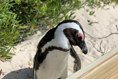 🌍 Cape Point & Penguin Xplorer Tour
