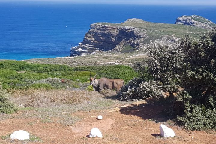 🌍 Cape Point & Penguin Xplorer Tour