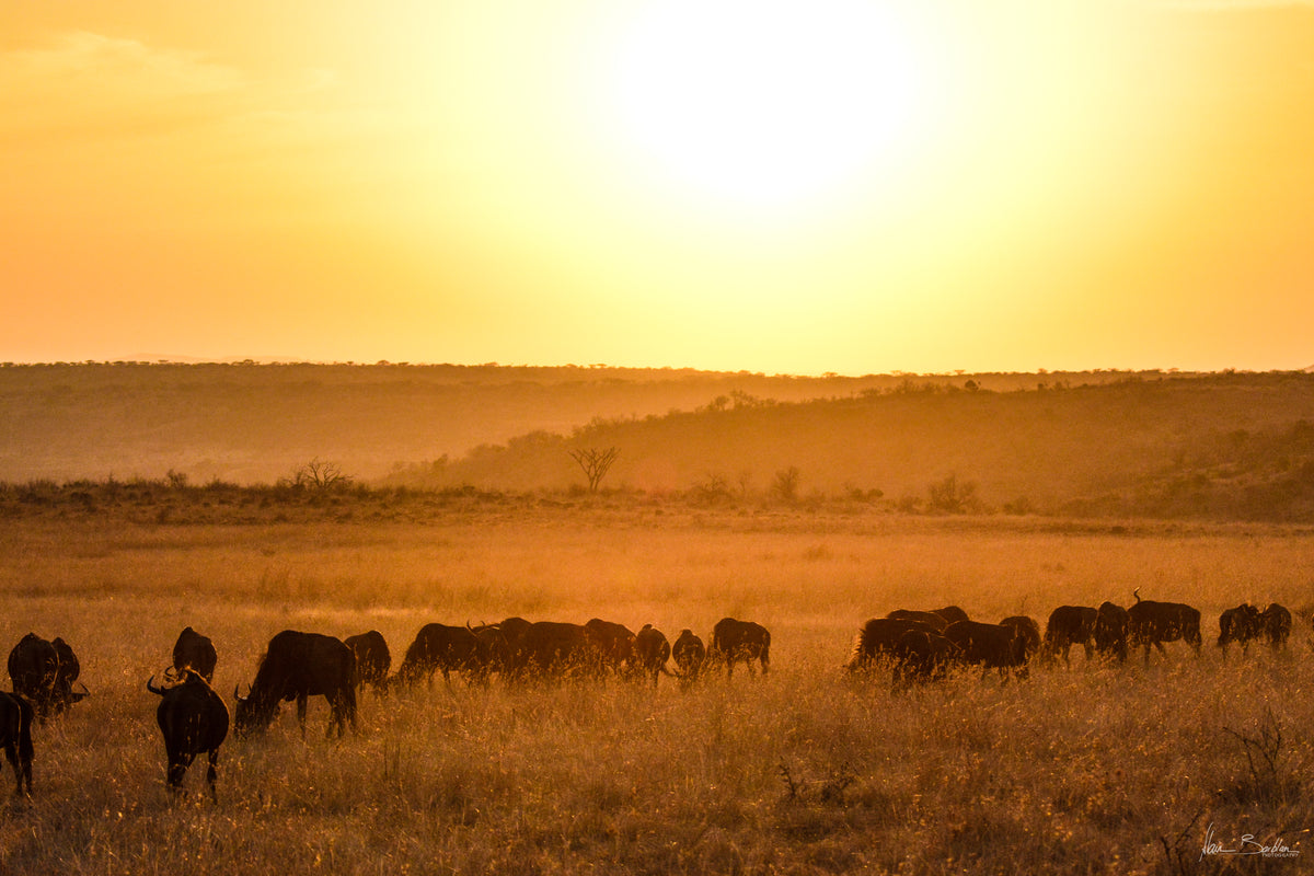 🦁 Esiweni Safari Lodge | Luxury Safari Lodge, Nambiti Private Game Reserve, KwaZulu-Natal