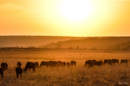 🦁 Esiweni Safari Lodge | Luxury Safari Lodge, Nambiti Private Game Reserve, KwaZulu-Natal