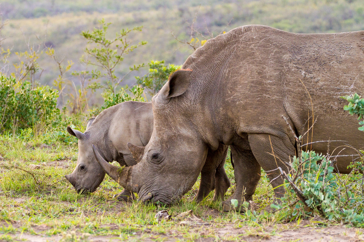 🦁 Esiweni Safari Lodge | Luxury Safari Lodge, Nambiti Private Game Reserve, KwaZulu-Natal