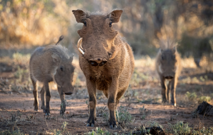 🐾 Kudu Villa – Your Private Bush Escape in Hoedspruit