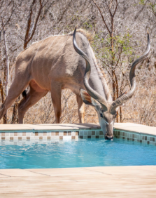 🐾 Kudu Villa – Your Private Bush Escape in Hoedspruit