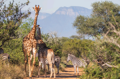 🐾 Kudu Villa – Your Private Bush Escape in Hoedspruit