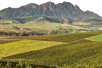 🍷 Paarl, Franschhoek & Stellenbosch Three Region Xplorer Wine Tour | Cape Town