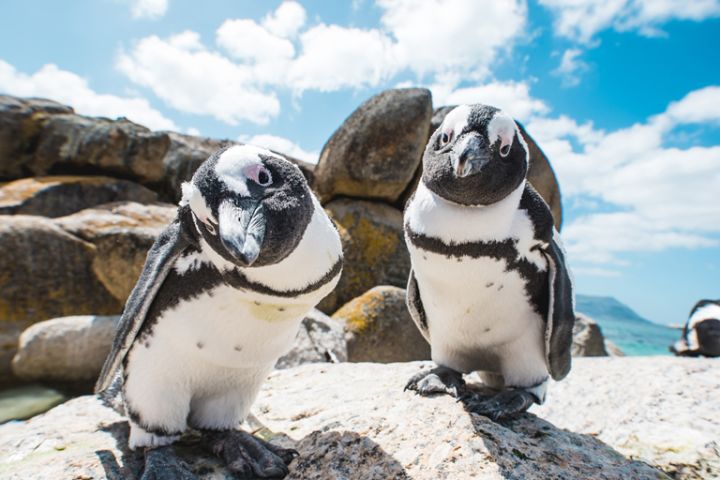 🌍 Cape Point & Penguin Xplorer Tour
