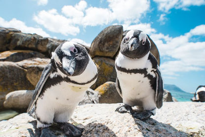 🌍 Cape Point & Penguin Xplorer Tour