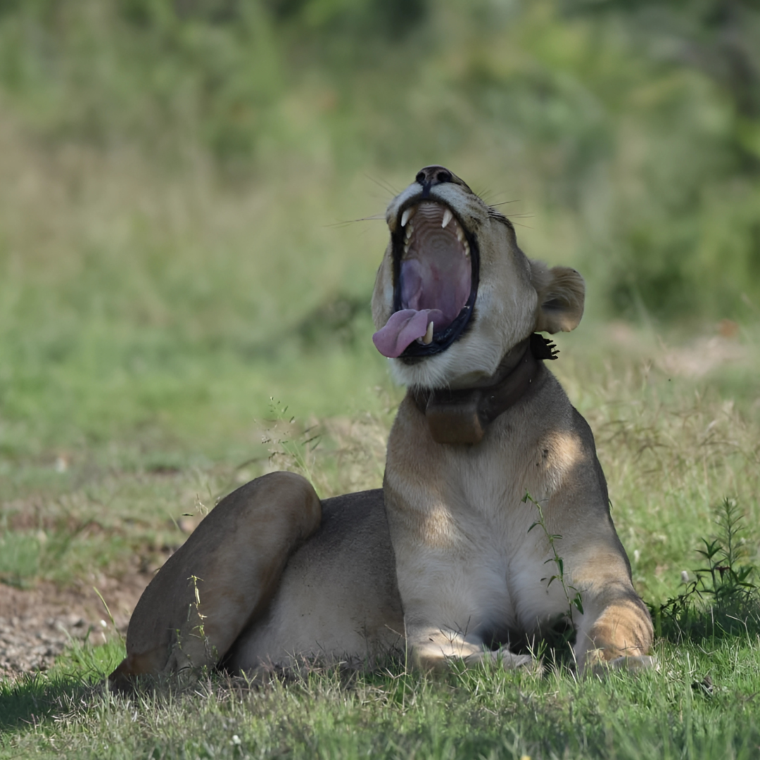 Luxury Safari Tents at Springbok Lodge
