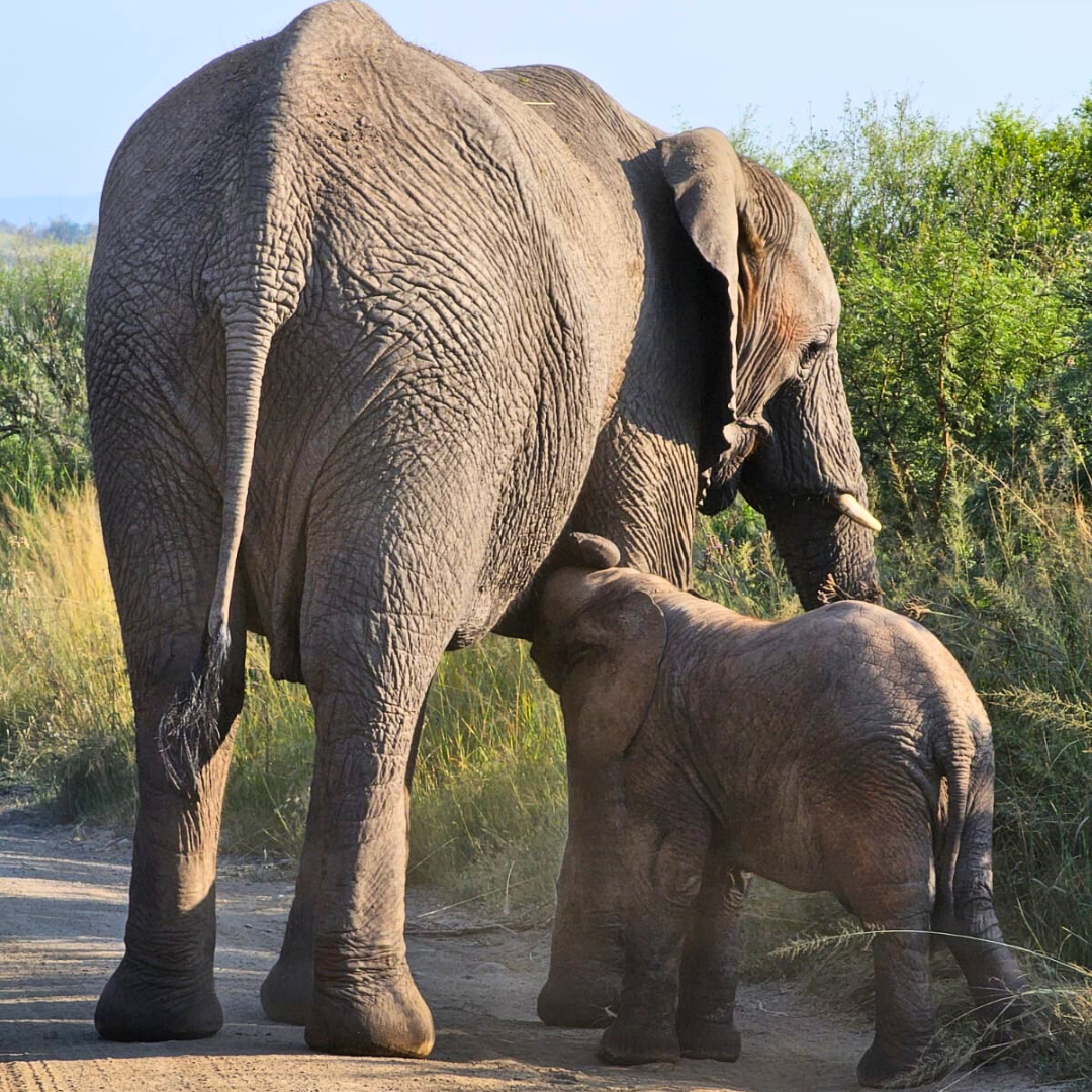 Luxury Safari Tents at Springbok Lodge