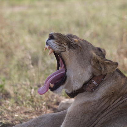 Luxury Safari Tents at Springbok Lodge