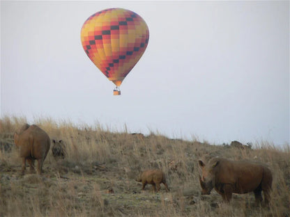 Classic Hot Air Balloon Flight – Cradle of Humankind at Airventures