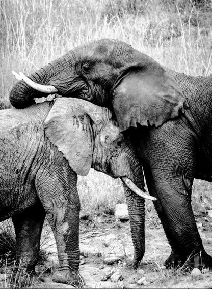 🦁 Esiweni Safari Lodge | Luxury Safari Lodge, Nambiti Private Game Reserve, KwaZulu-Natal