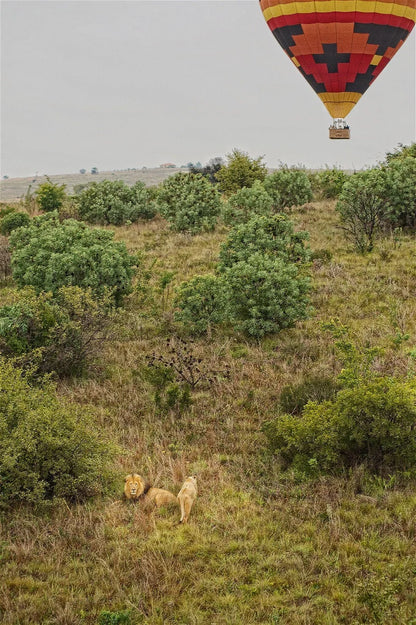 🦁 Safari Hot Air Balloon Flight – Cradle of Humankind at Airventures
