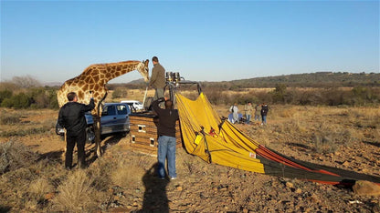 🦁 Safari Hot Air Balloon Flight – Cradle of Humankind at Airventures