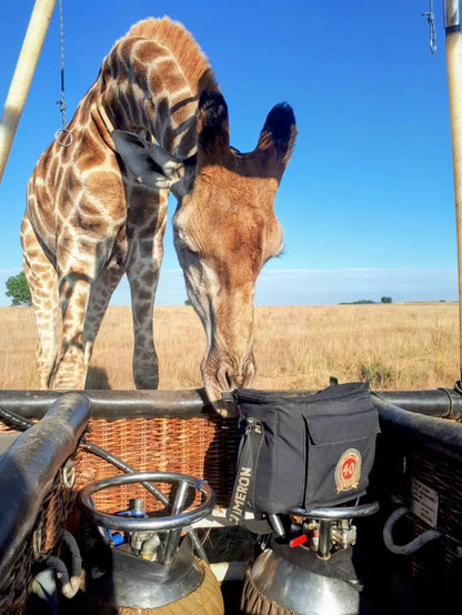 🦁 Safari Hot Air Balloon Flight – Cradle of Humankind at Airventures