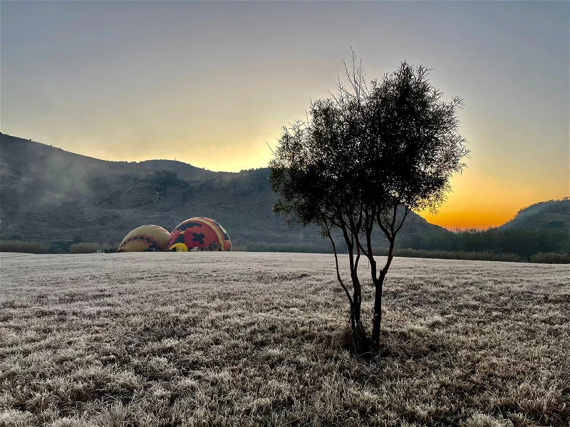 Classic Hot Air Balloon Flight – Cradle of Humankind at Airventures